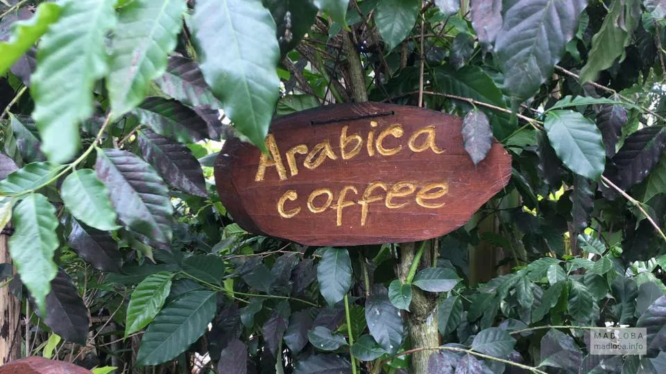 Вывеска Кофе Арабика в Грузии