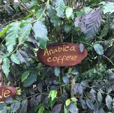 კარენ თრეიდი