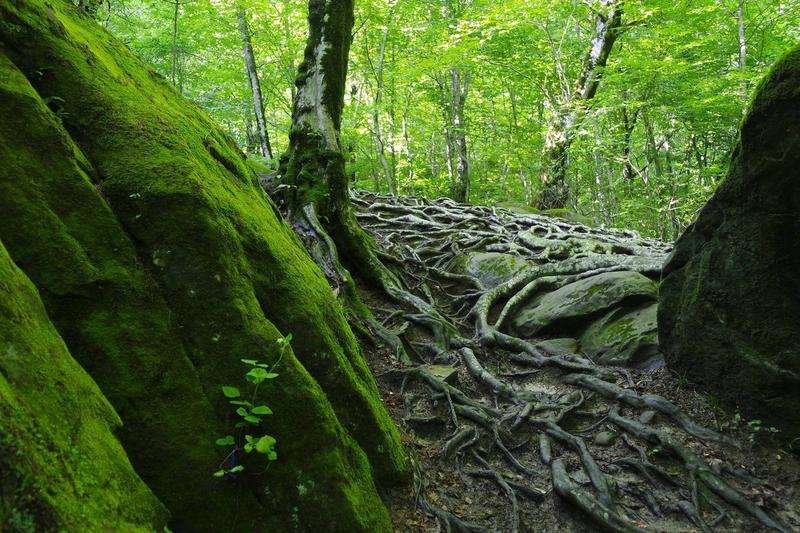 Colchis forest
