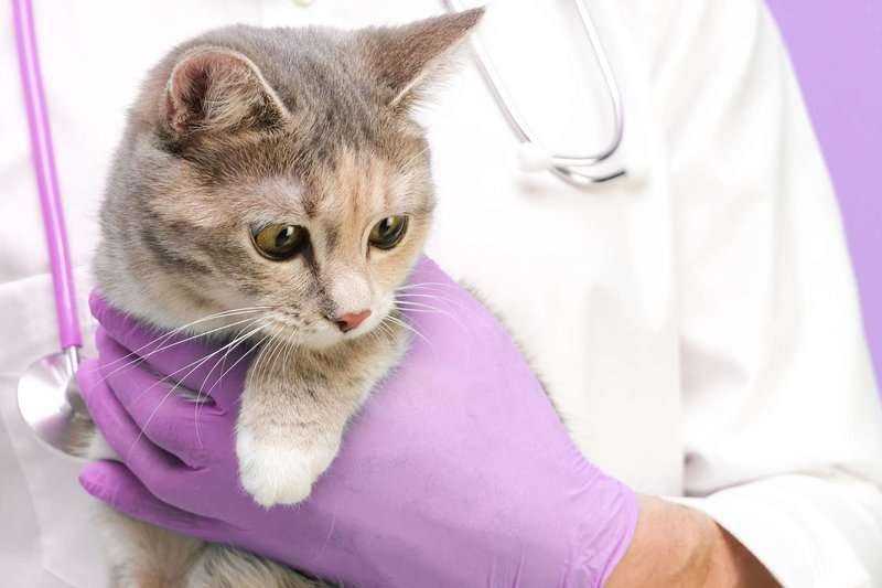 Koshka v veterinarnoy klinike.max-800x600