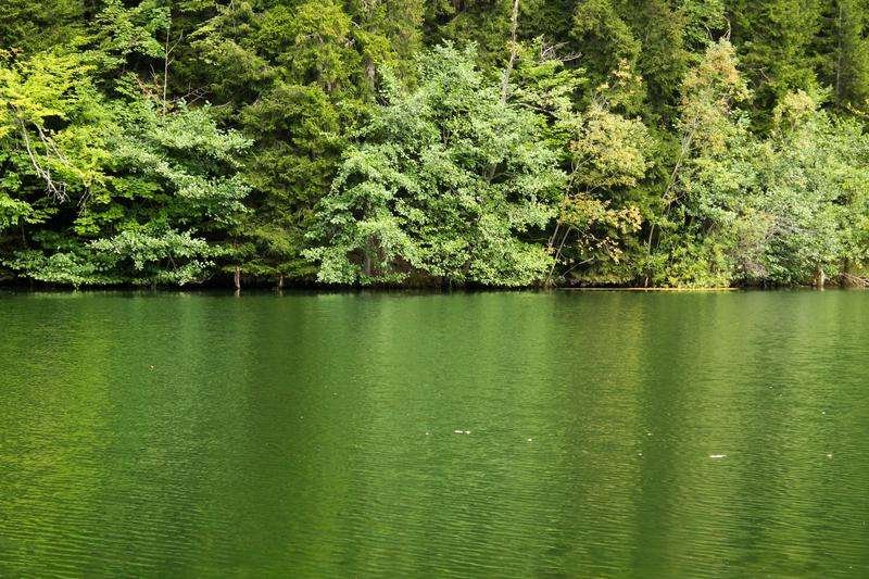 View of the forest and Lake Bateti