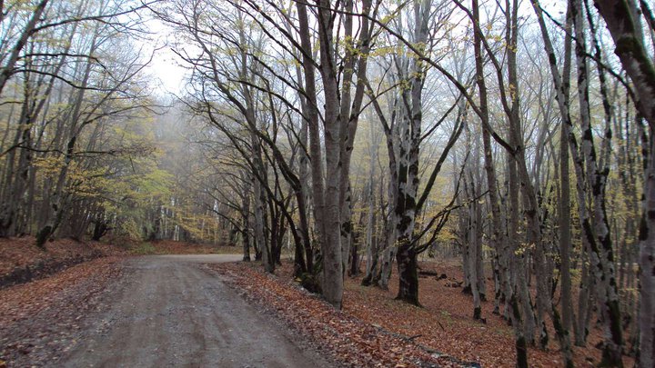 Sabaduri Forest