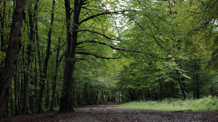 Sabaduri Forest