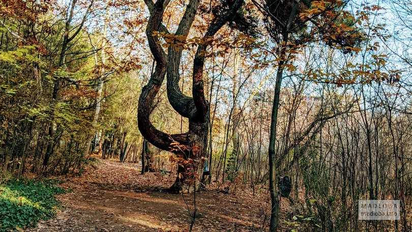 Дерево причудливой формы, как-будто танцует в Лесопарке Дигоми