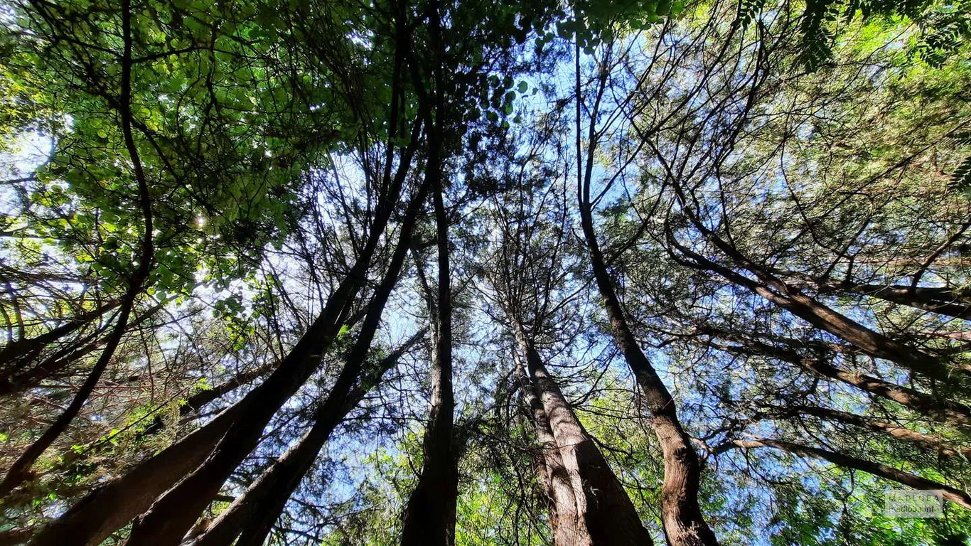 Высокие деревья в Лесопарке Дигоми