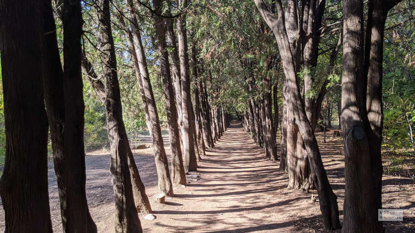 Тропинка между ровными рядами деревьев в Лесопарке Дигоми