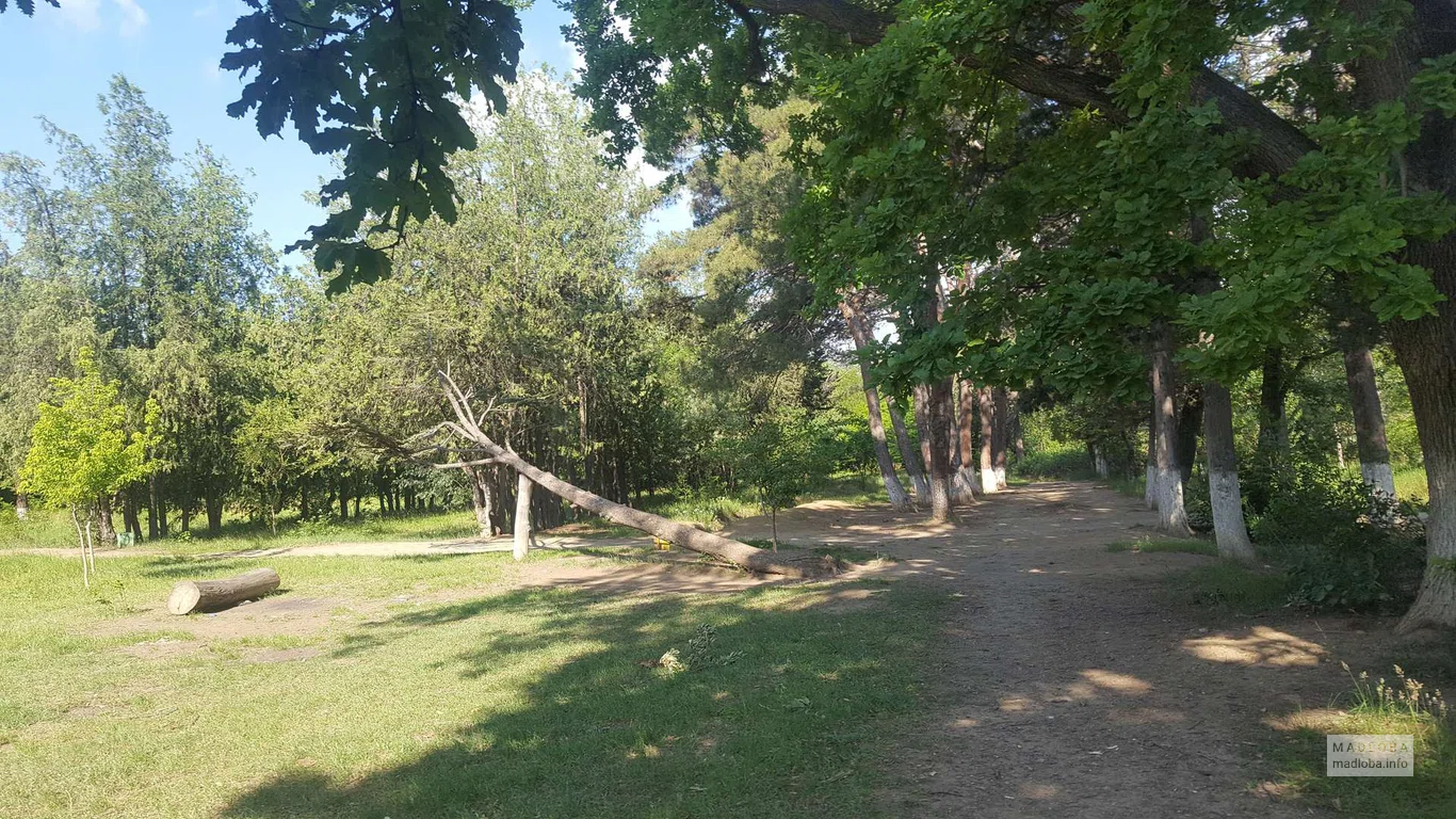 Поваленное дерево в Лесопарке Дигоми