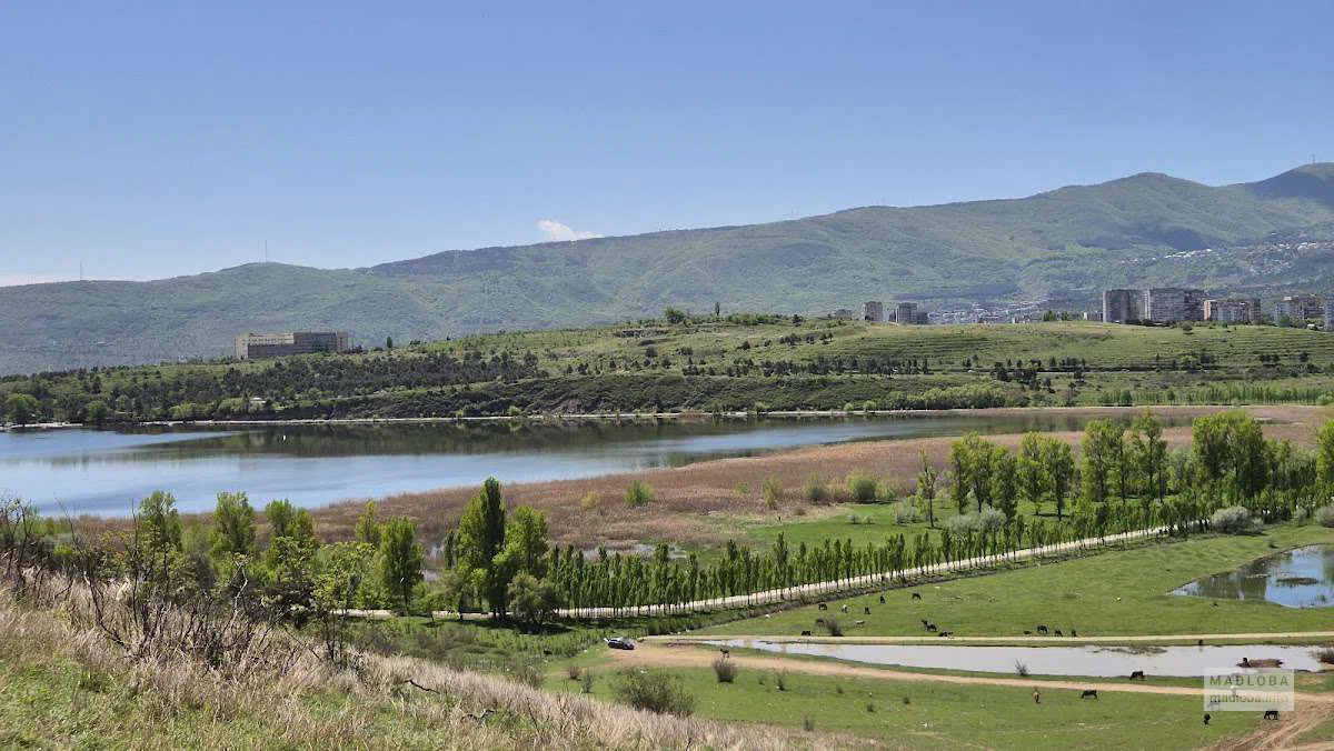 Зелёная зона у озера Лиси — природный оазис для отдыха и спорта в Тбилиси