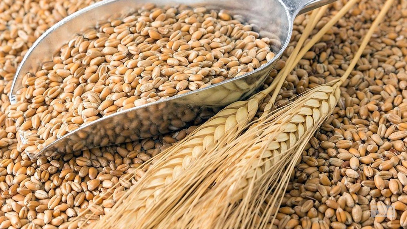 Зерна пшеницы МГ Груп в Грузии