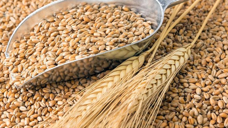 Максимальная поддержка Грузинских производителей пшеницы