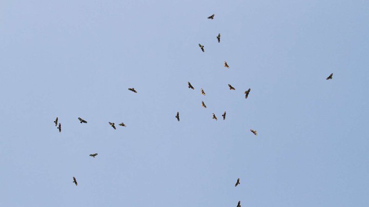 ფრინველებზე დაკვირვების წერტილი "BRC Sakhalvasho Raptor Watchpoint"