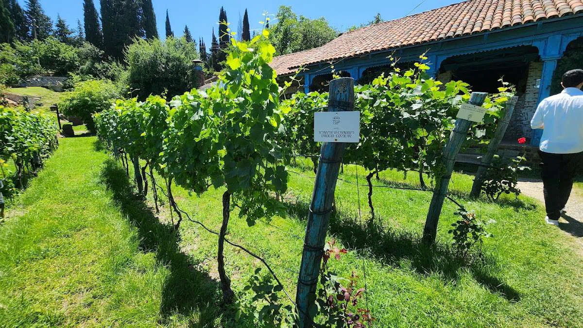 Музей грузинского вина Шуми в Цинандали - 07.jpg