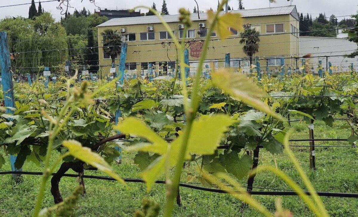 Музей грузинского вина Шуми в Цинандали - 09.jpg