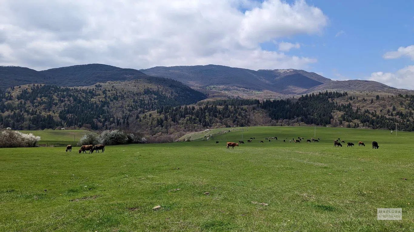 Пастбище коров в Национальном парке Алгети