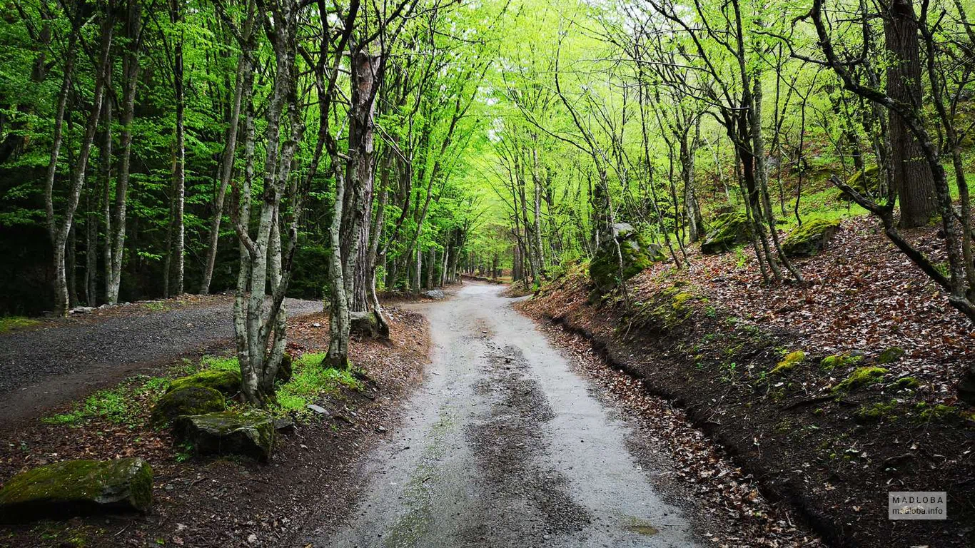 Лесная дорога после дождя в Национальном парке Боржоми-Харагаули
