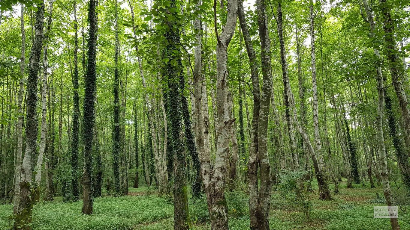 Густой лес в Национальном парке Колхети