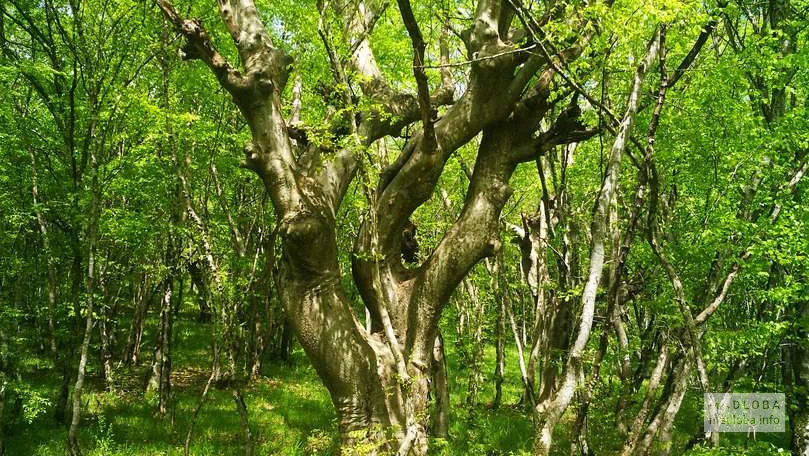"Танцующее" дерево в Национальном парке Бабанеури