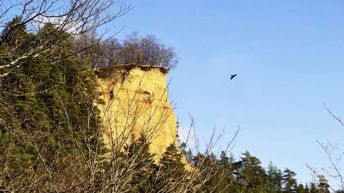 Парящий орел над Национальным парком Мариамжвари