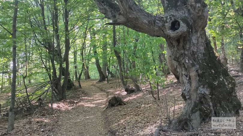 Лесная тропа в Национальном парке Мариамжвари