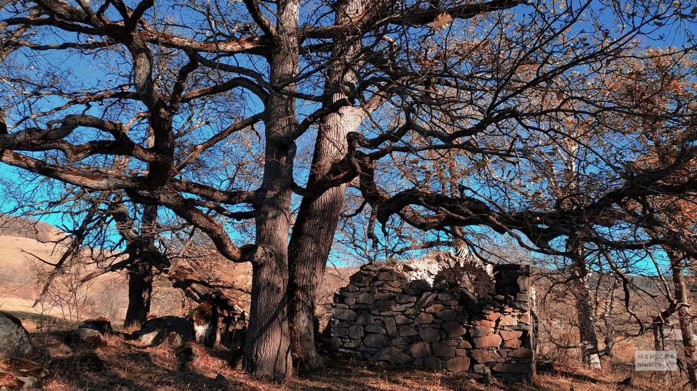 Старое дерево в Национальном парке Алгети
