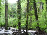 Batsari National Park