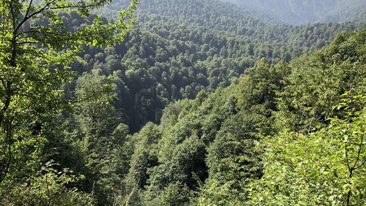 Borjomi-Kharagauli National Park