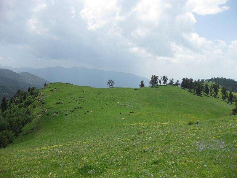 Field of Nedzwi Park