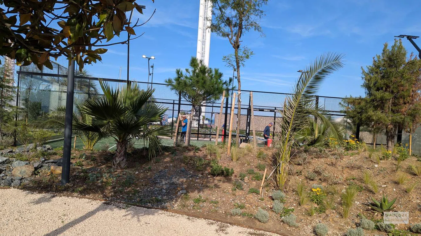 Спортивная площадка для игры в падел окружена пальмами и декоративными растениями — гармония спорта и природы.