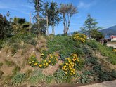 New Park