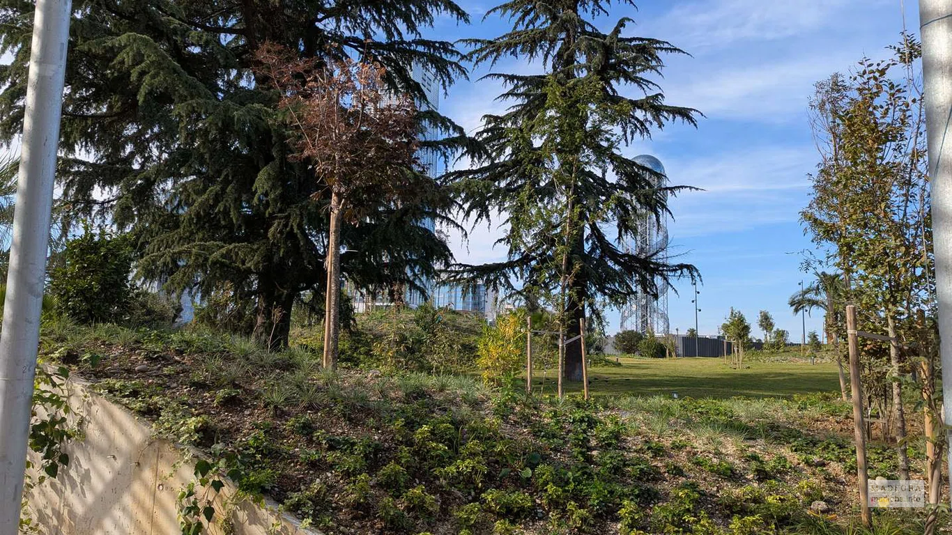 Старинные кедры и новые насаждения образуют зелёный коридор, соединяющий зону фонтанов с прогулочными дорожками.