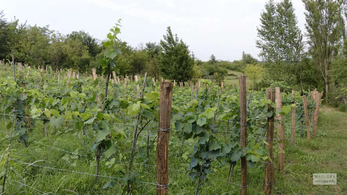 Виноградники семьи Николадзе в Имеретии