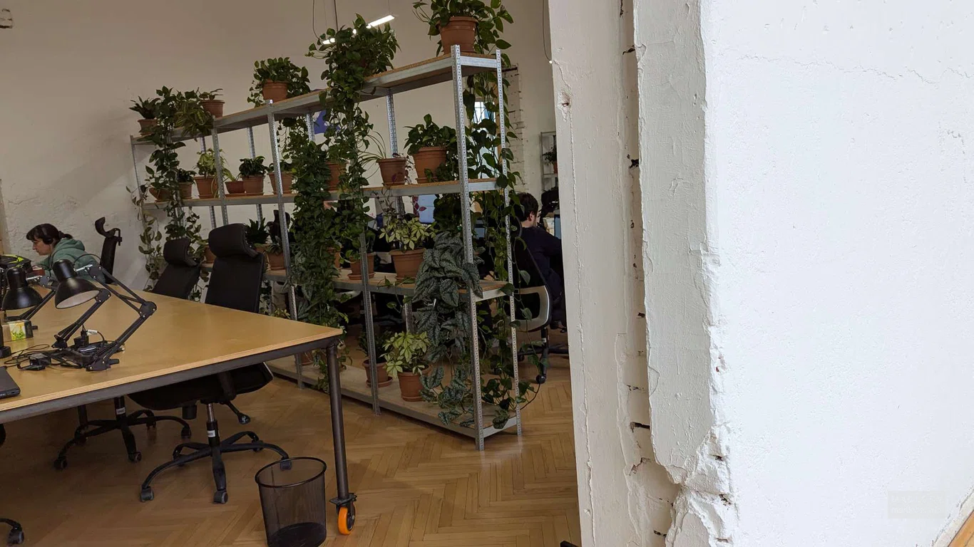 комнатные цветы в OLD BOYS COWORKING