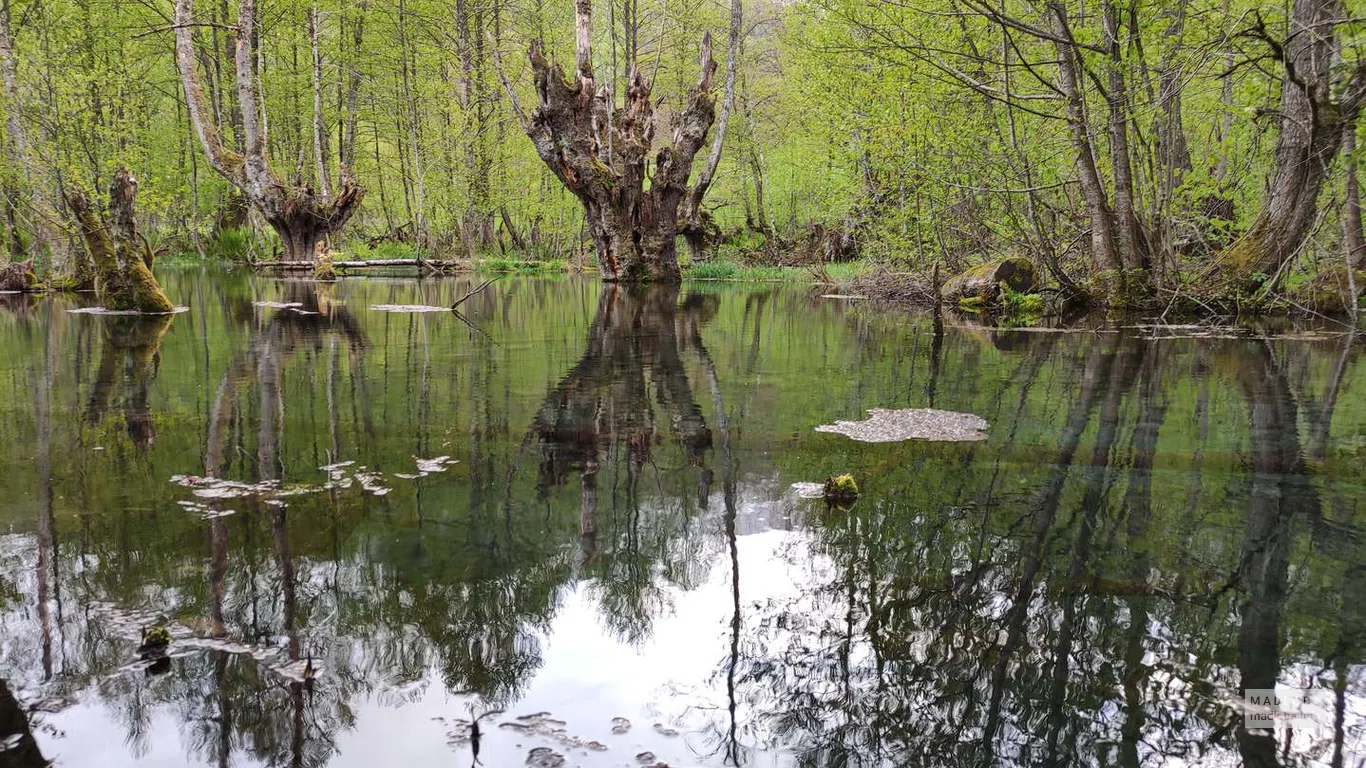 Таинственный сухой лес на Озерах Кулбаки