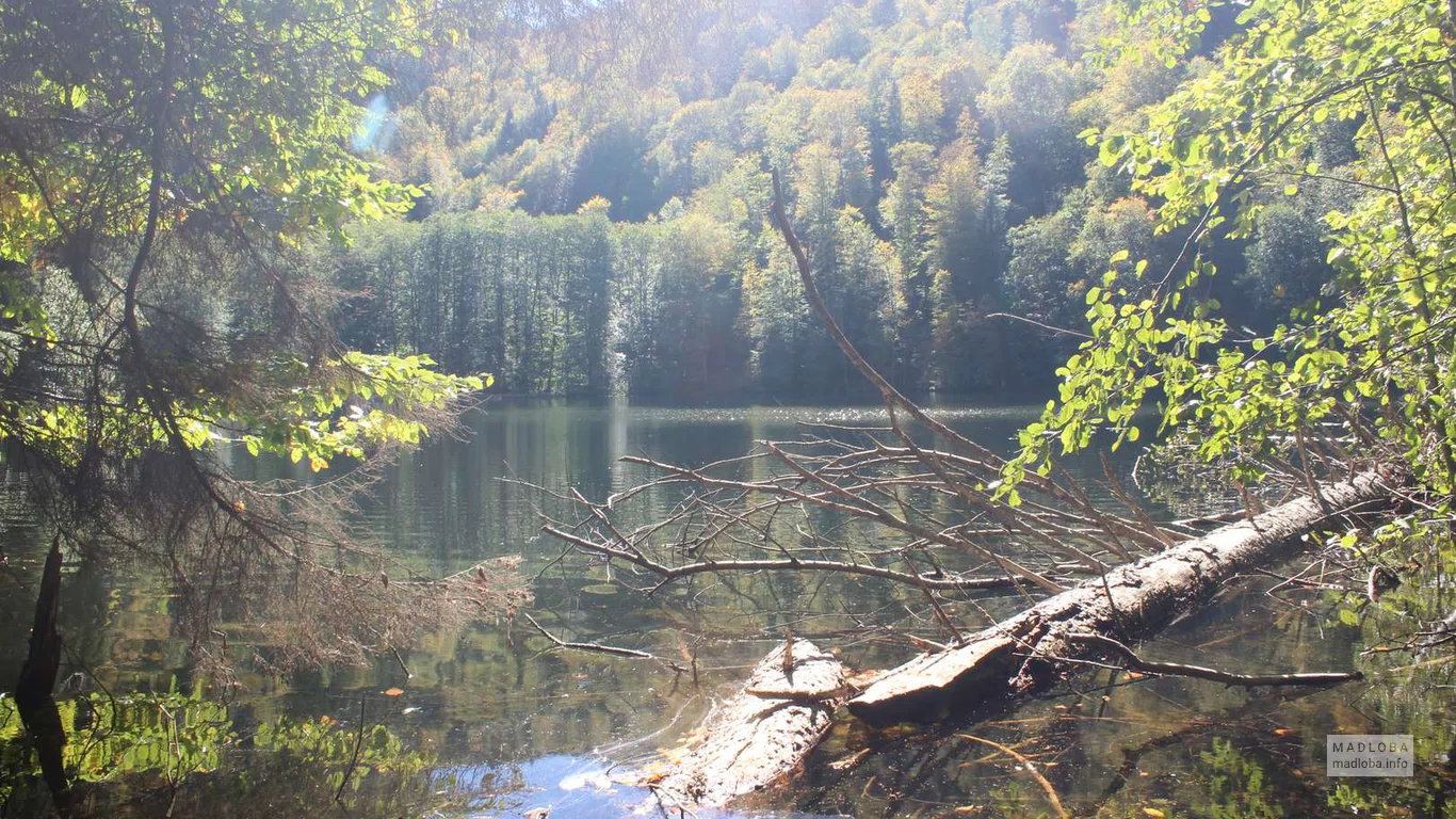 Поваленное дерево на воде озера Батети