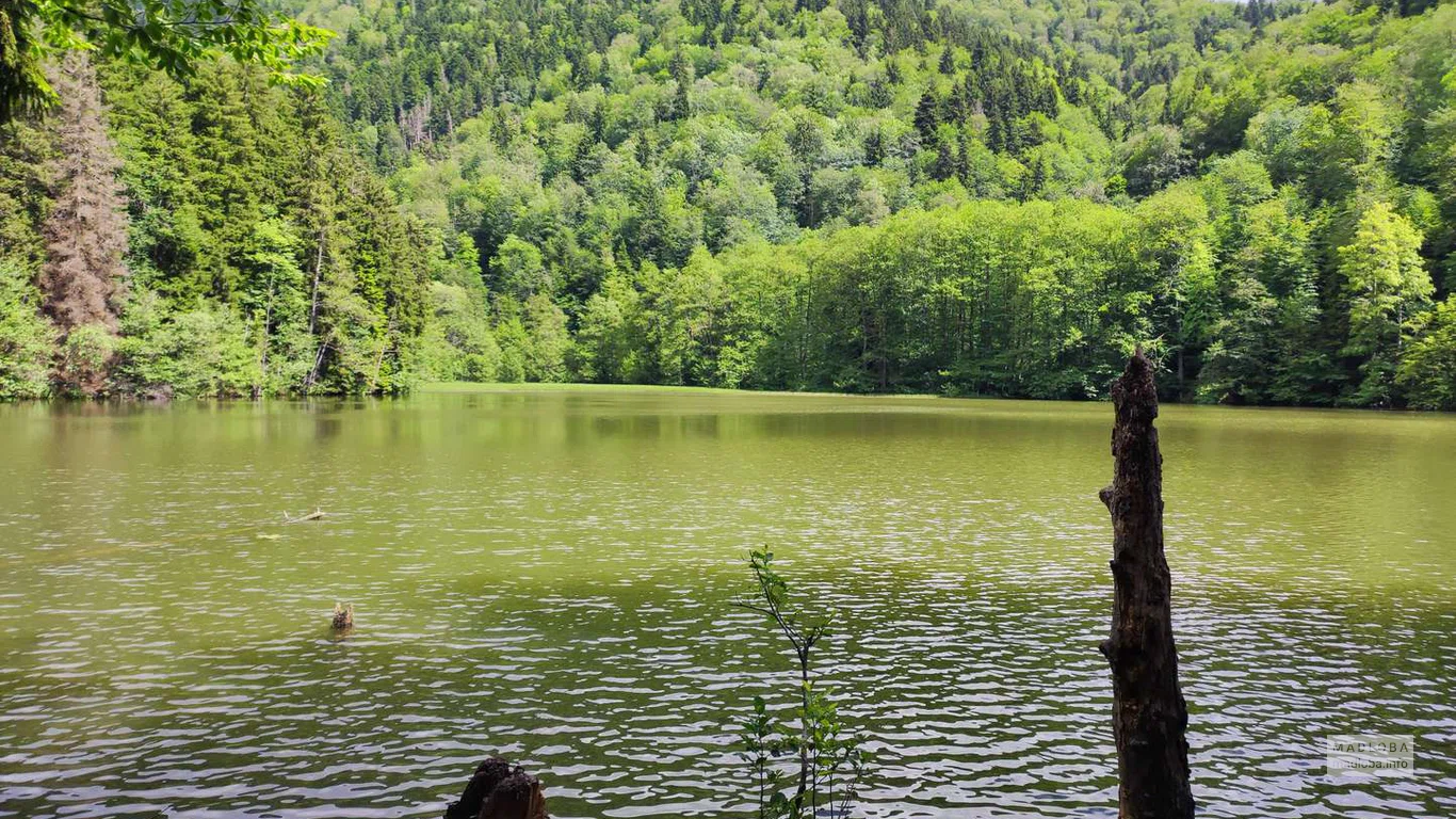 Сезонное цветение воды на озере Батети