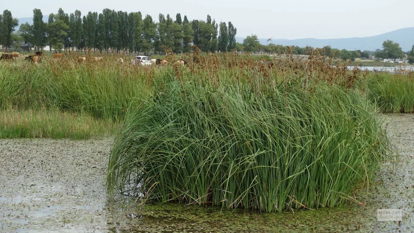 Камыш и кувшинки на воде озера Базалети