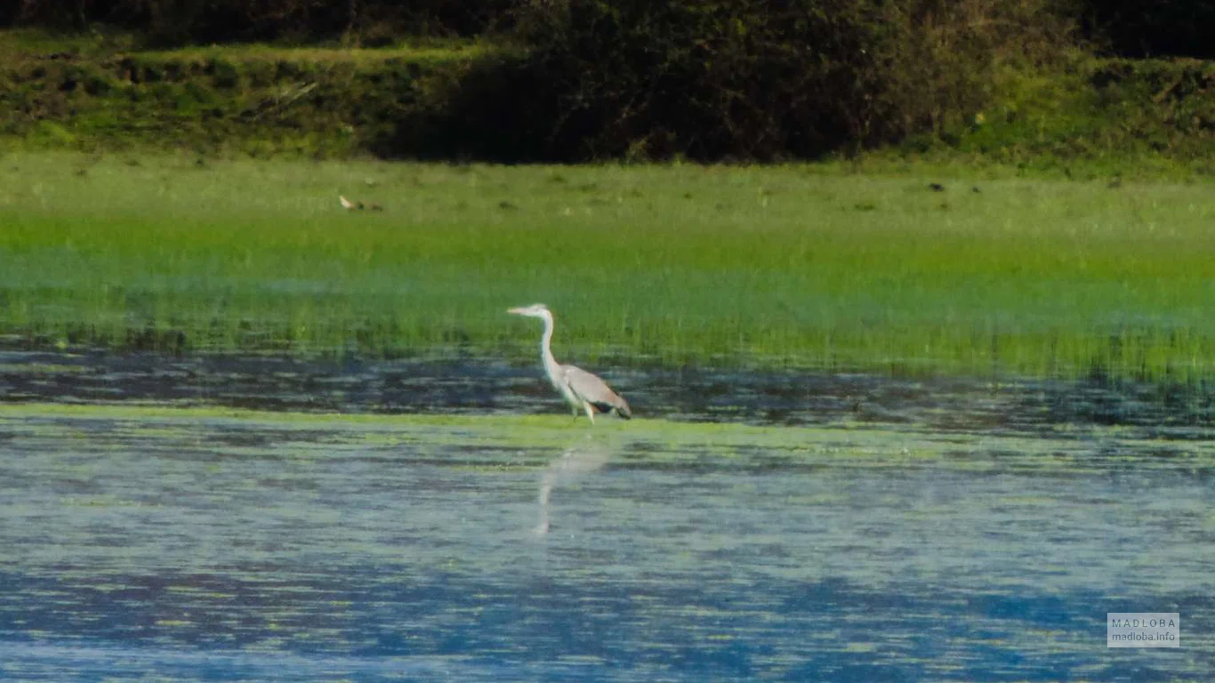 Птица высматривает добычу стоя в воде озера Джапана