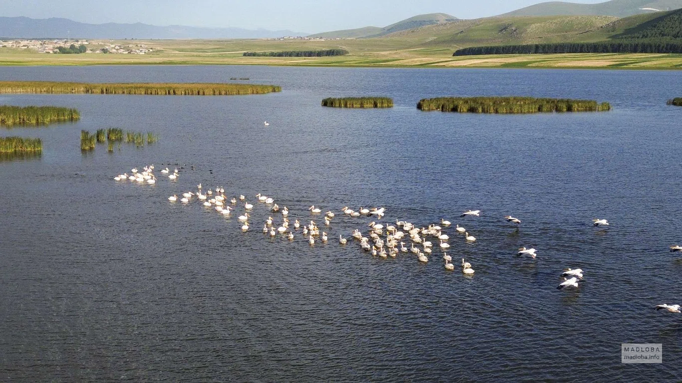 Птицы на воде озера Ханчали