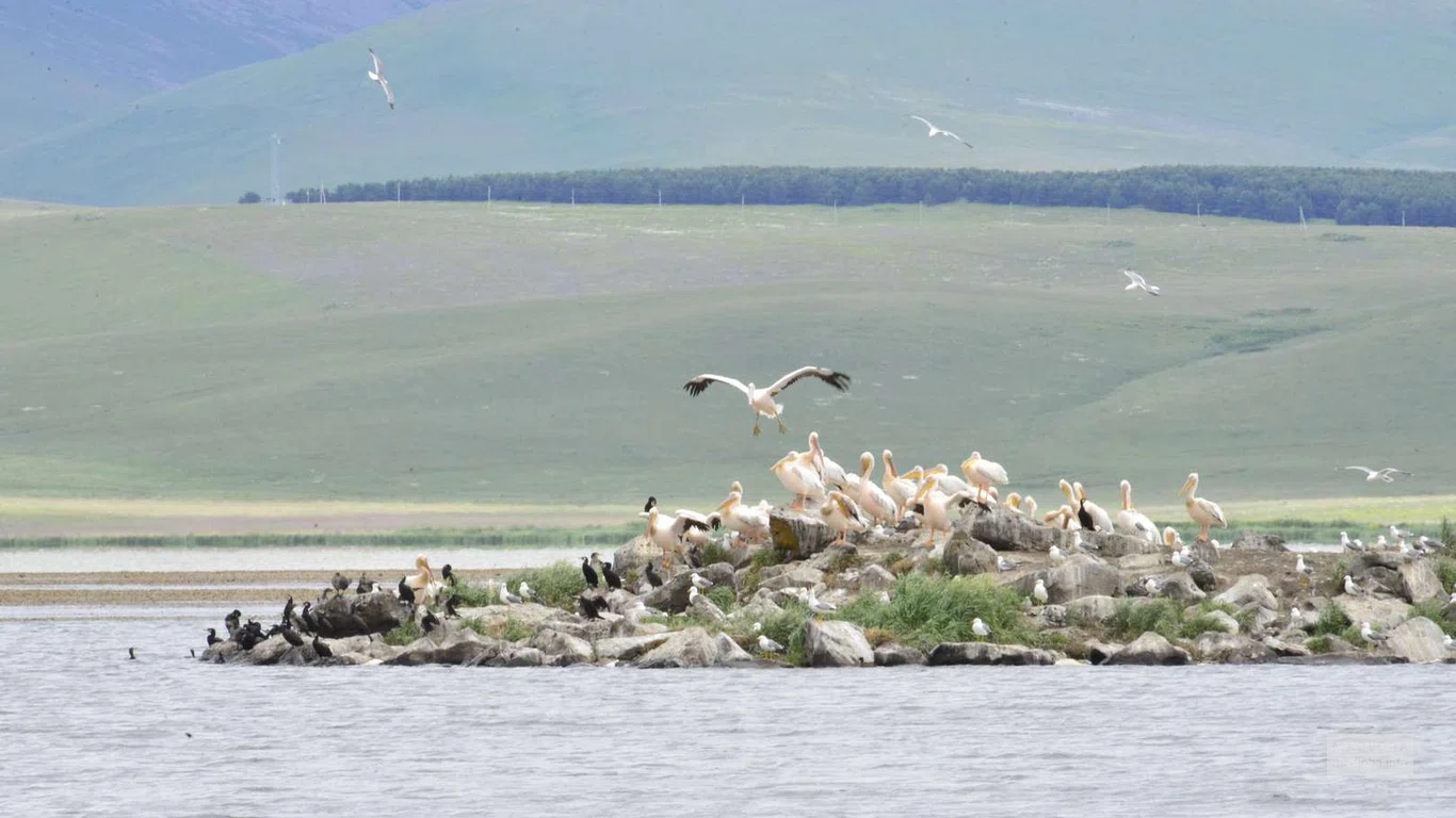 Пеликаны на острове на озере Мадатафа