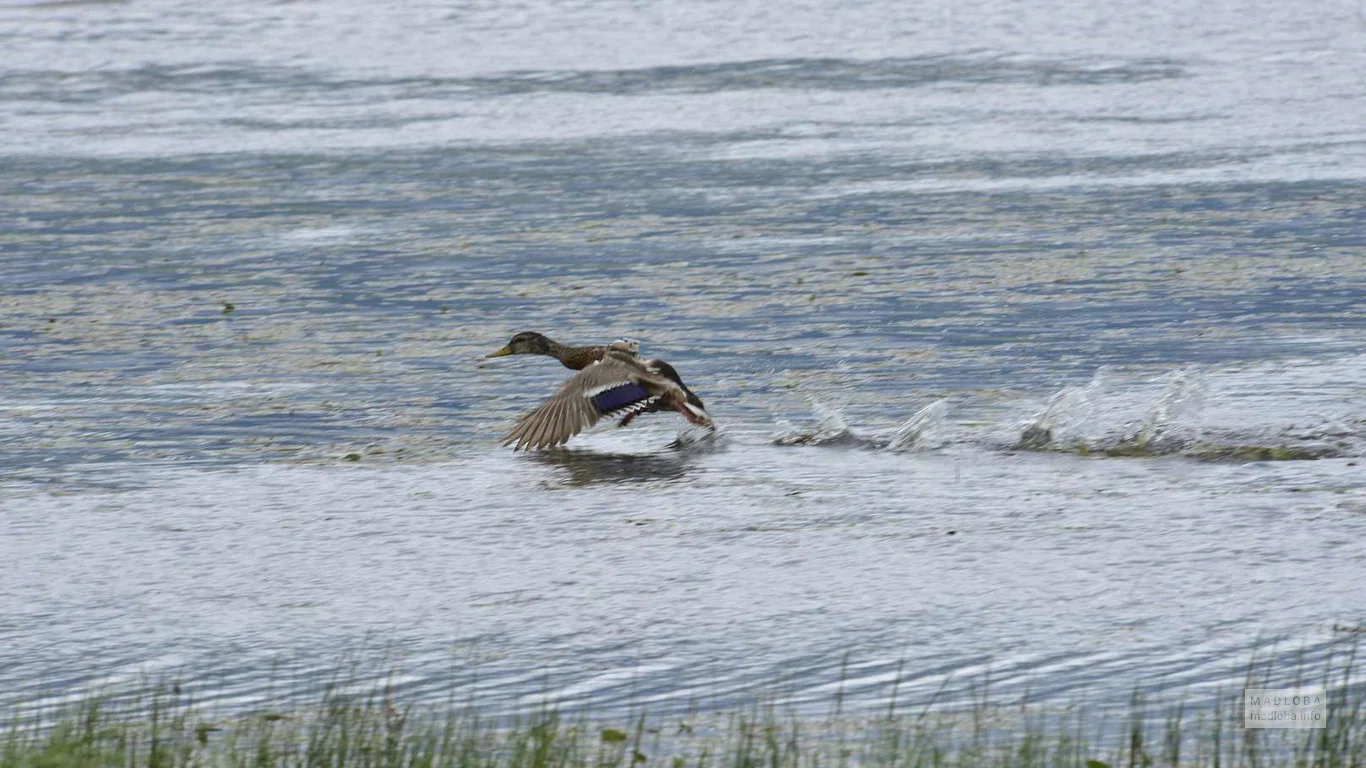 Птица взлетает с воды озера Мадатафа