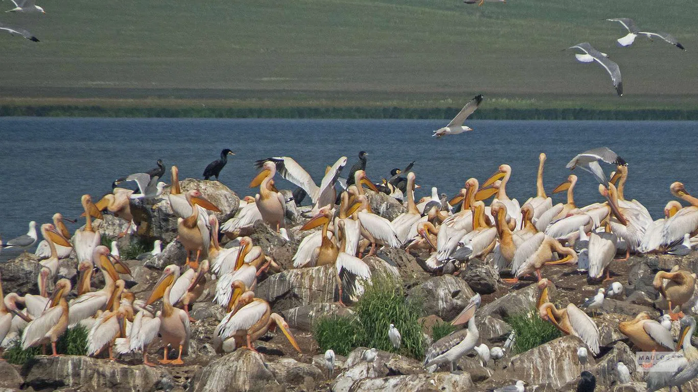 Множество пеликанов на озере Мадатафа