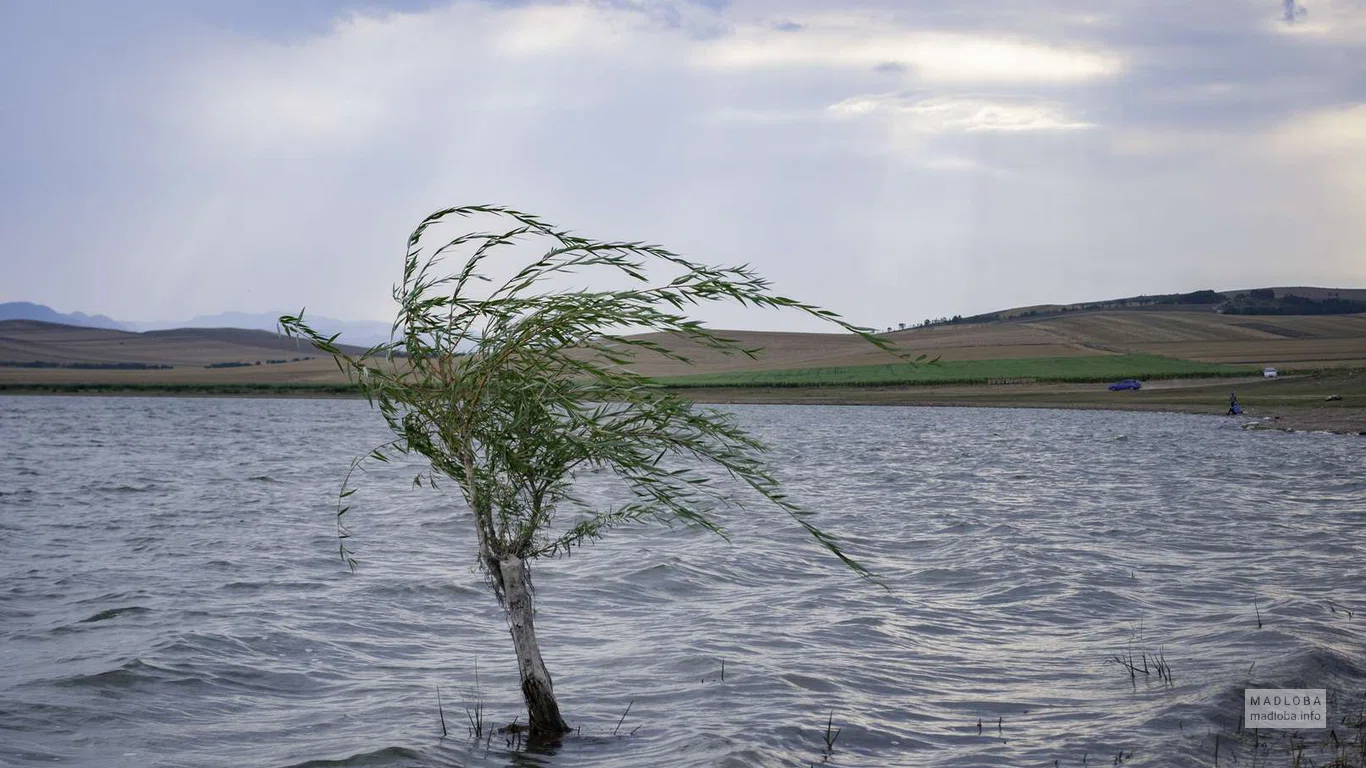 Дерево растет в воде озера Надарбазеви