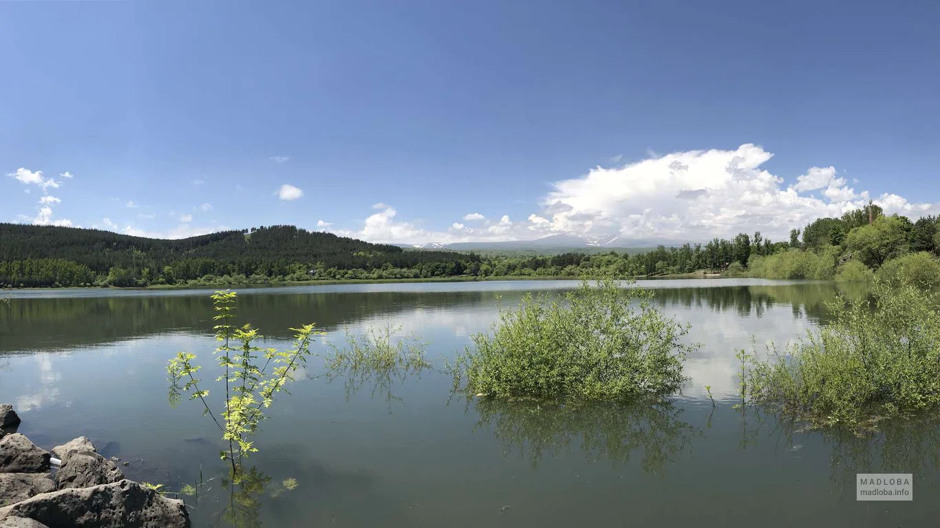 Кусты растут в воде озера Пантиани