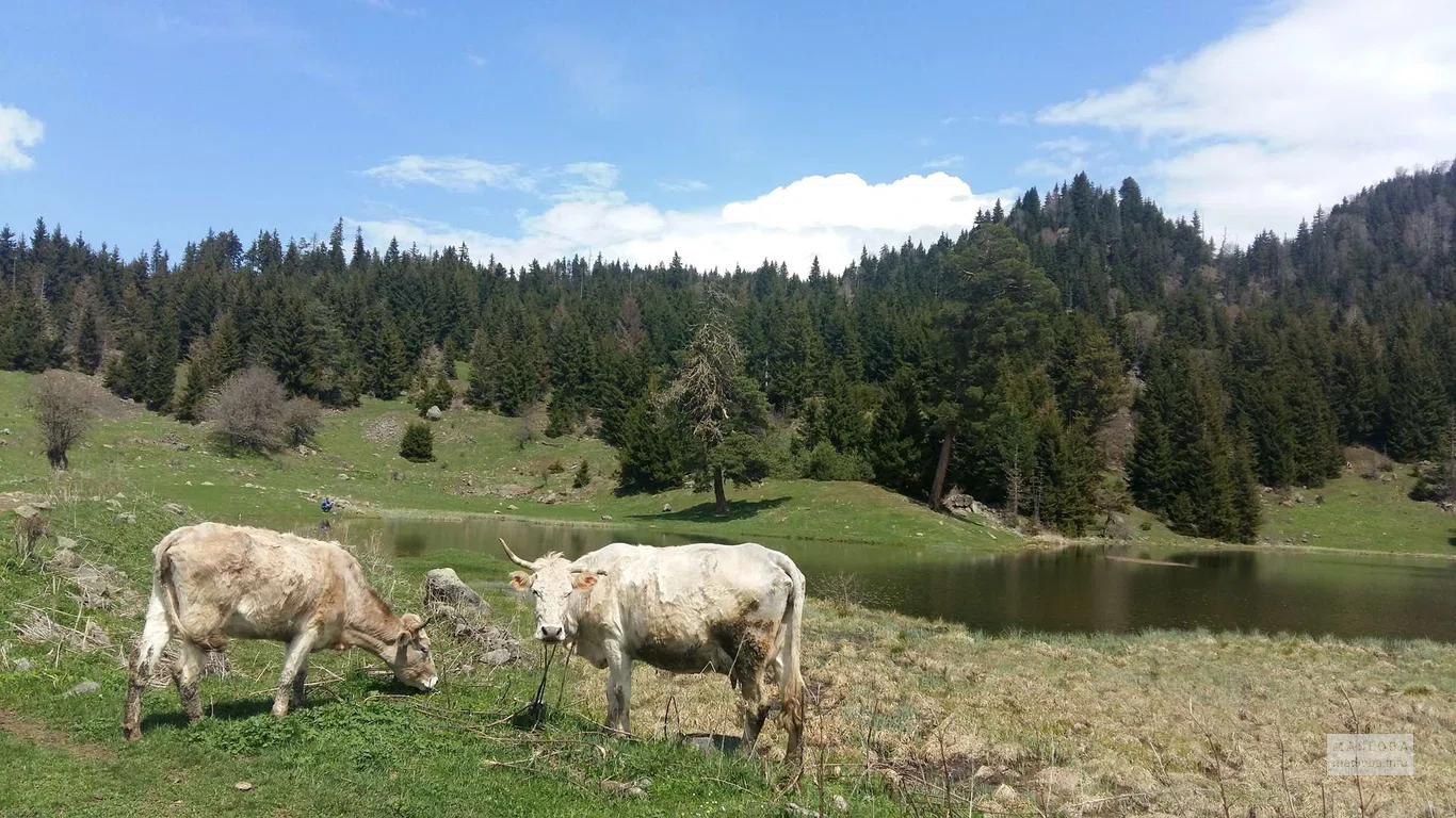 Коровы у озера Табацкури в жаркий летний день