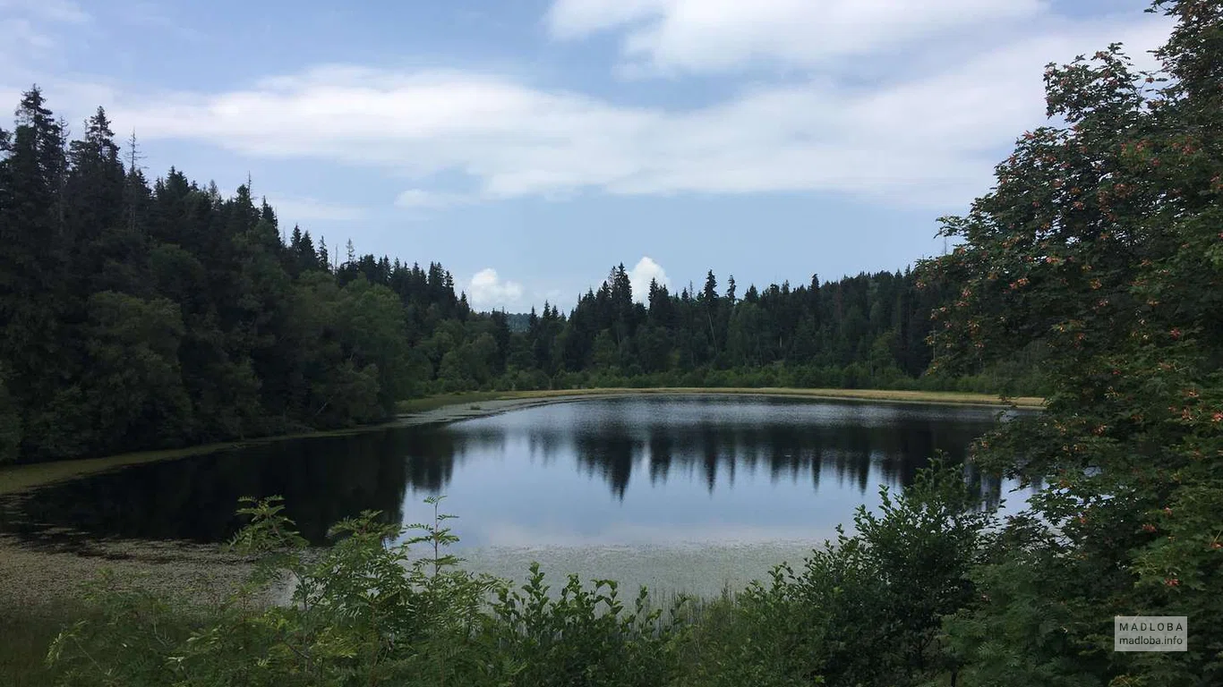 Панорамный вид на озеро Церо в окружении леса