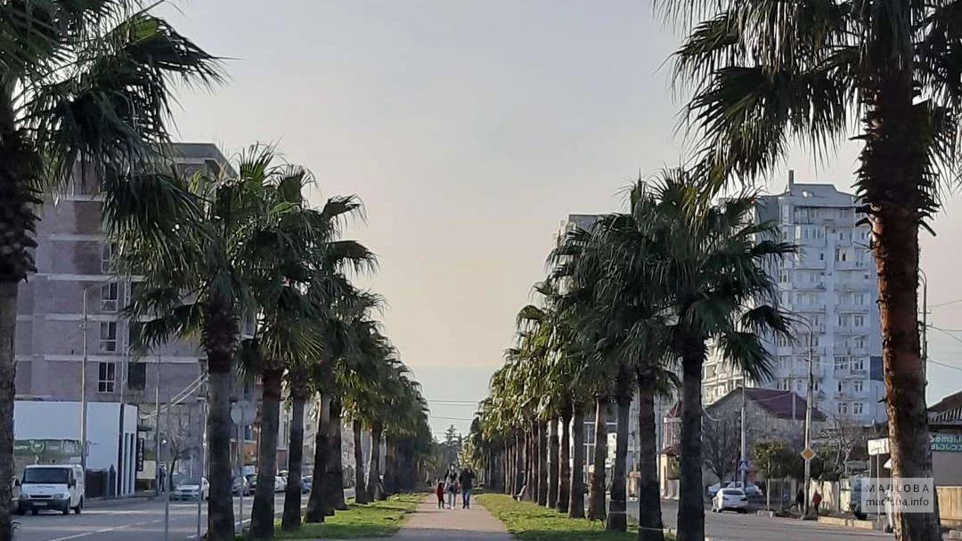 Palm alley