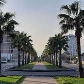 Palm alley