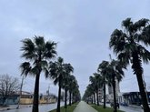 Palm alley