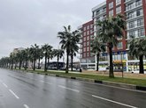 Palm alley