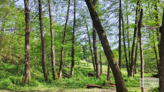 Park-garden on the banks of the Khanitskali River